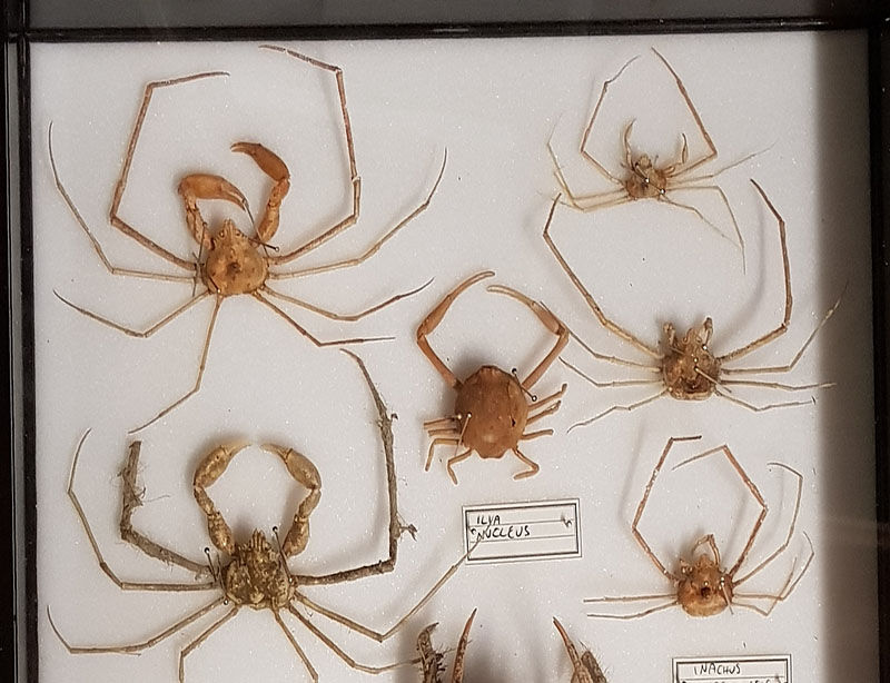 crostacei