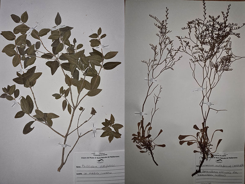 pagine di erbario flora della Capraia