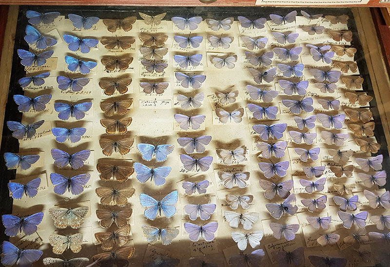 cassetto lepidotteri