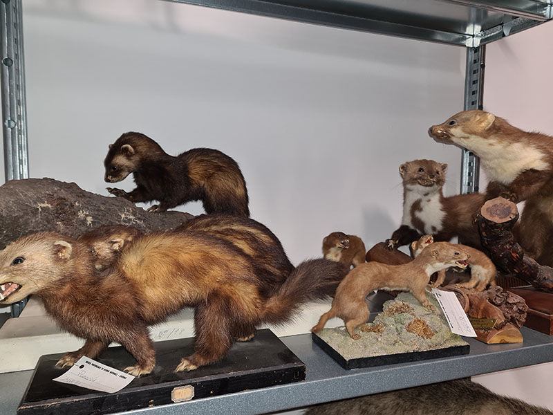 Mustelidi