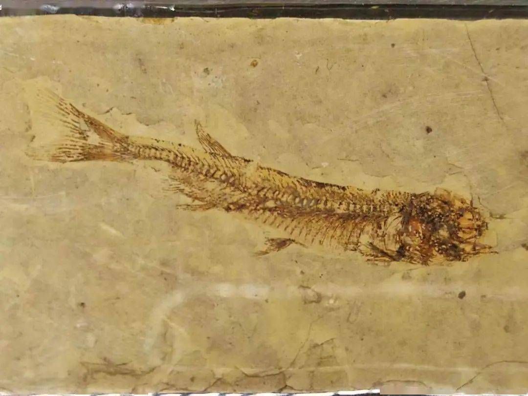 dettaglio pesce fossile zona Gabbro - Livorno