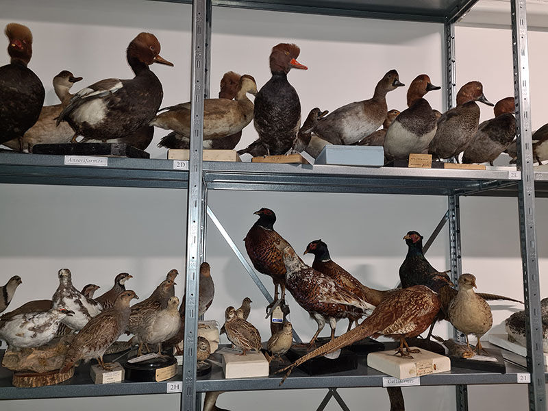 parte della collezione di uccelli
