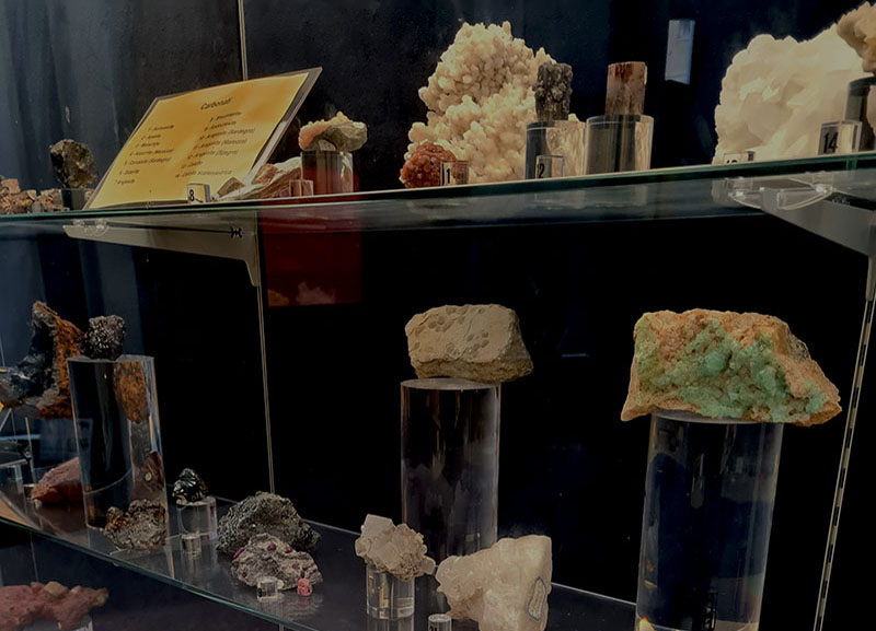 Dettagio esposizione in Sala di Geoplaleontologia