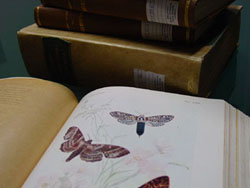 Antico volume di entomologia