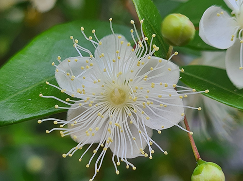 Myrtus communis