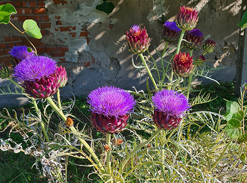 Cynara cardunculus scolymus