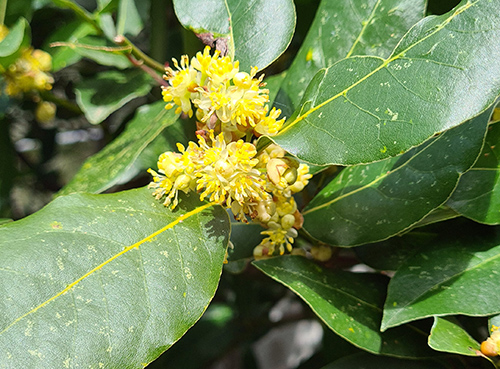 Laurus nobilis