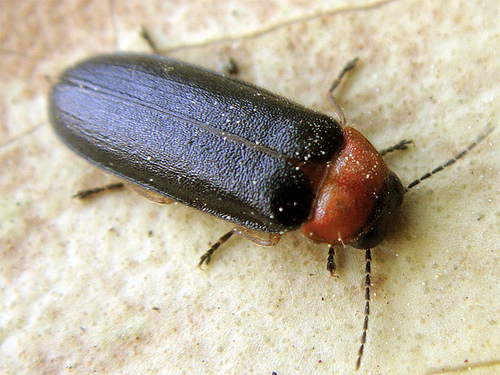 Luciola lusitanica