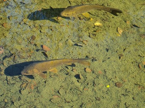 Cyprinus carpa