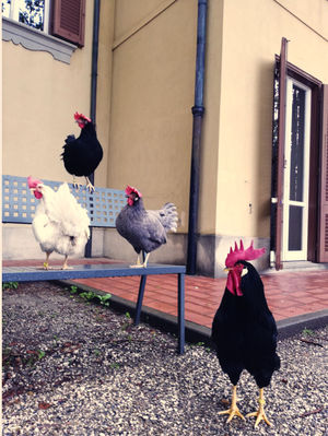 Sostano tranquille nel parco