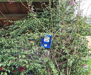 Nido di osmie ospitato nell'orto botanico