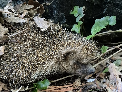 Erynaceus europaeus
