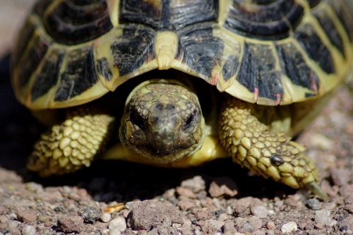 Testudo Hermanni