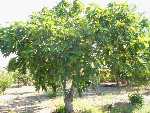 Albero