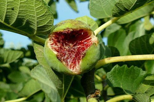 frutto