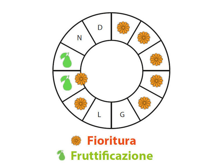 Periodo di fruttificazione