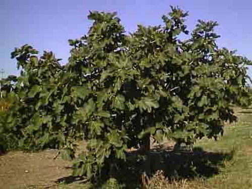albero 