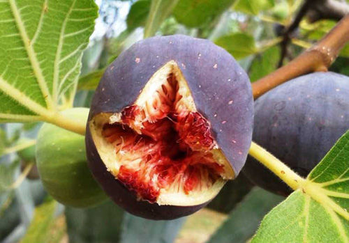 frutto 