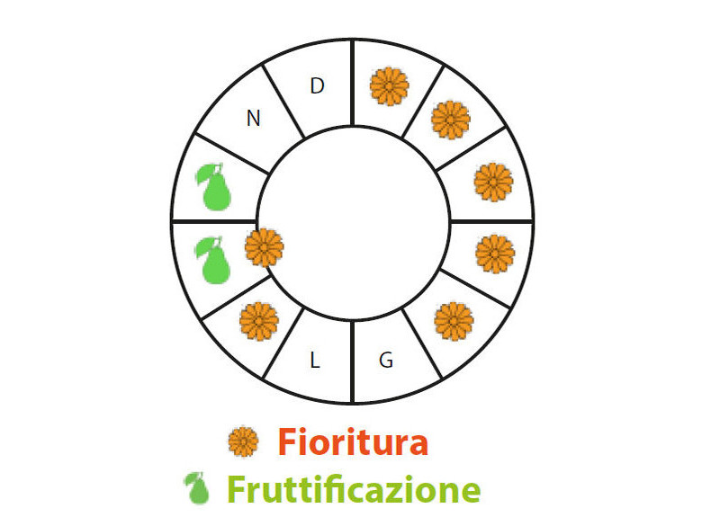 Periodo di fruttificazione