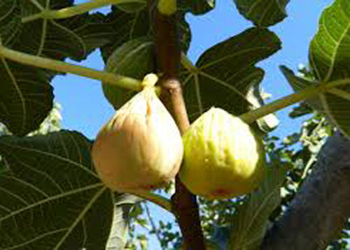 Albero