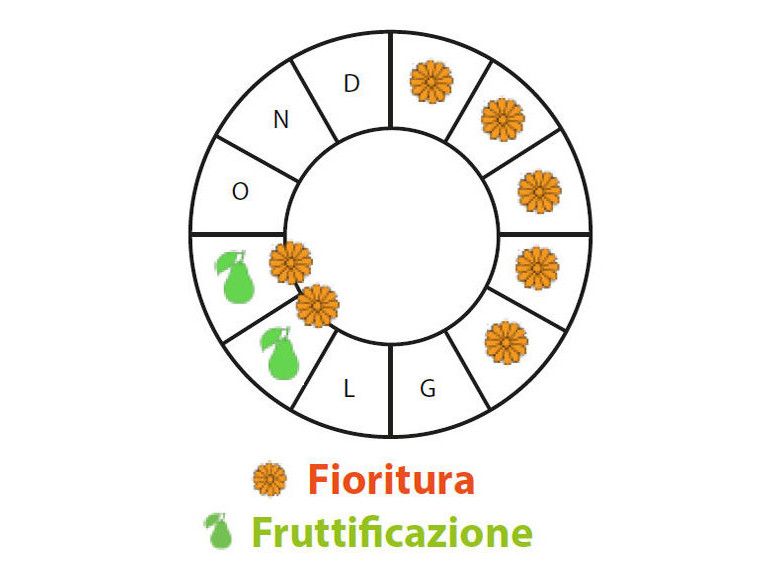 Periodo di fruttificazione