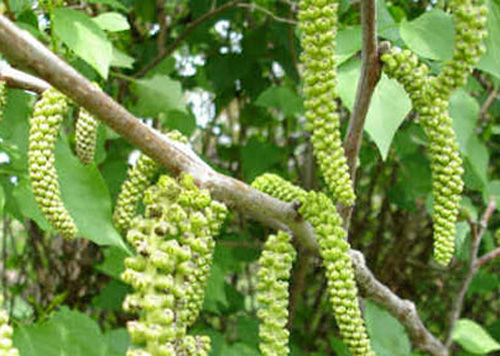 Fiore