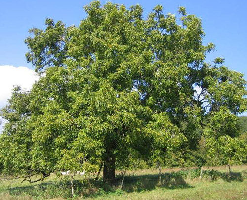 Albero 