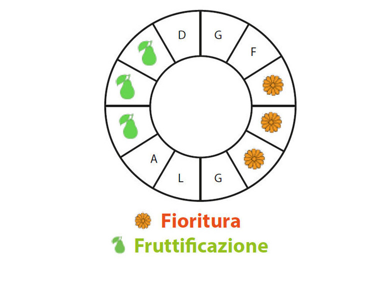 Periodo di fruttificazione