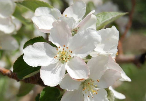 fiore 