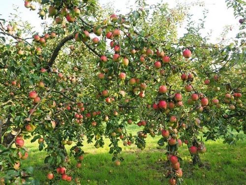 albero 
