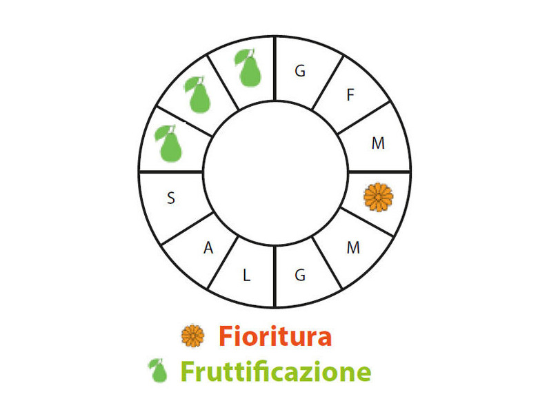 Periodo di fruttificazione