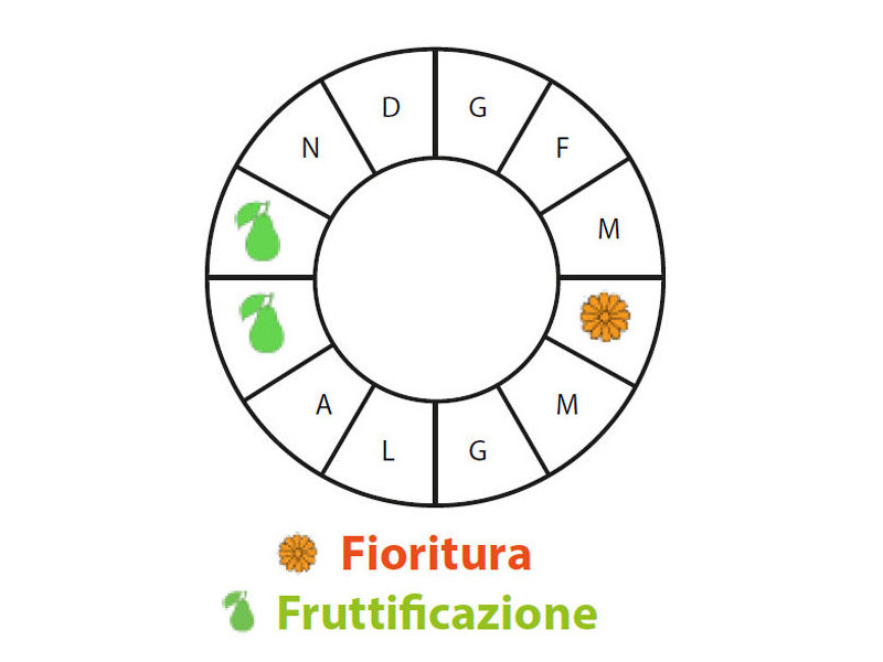Periodo di fruttificazione