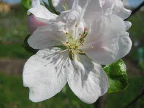 fiore 