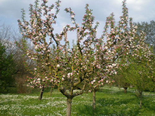 albero 