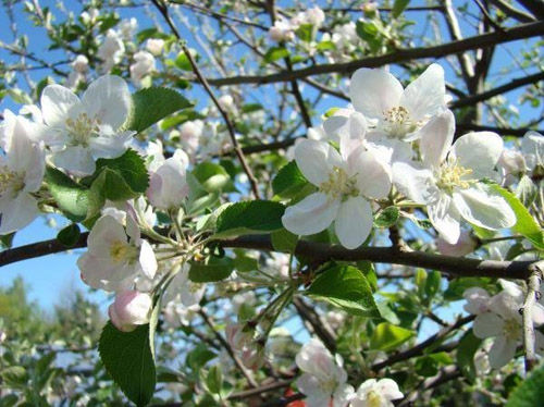 Fiore