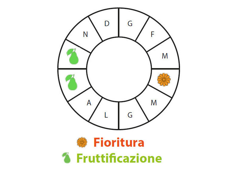 Periodo di fruttificazione