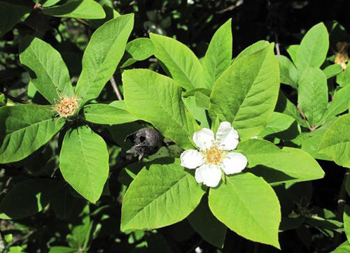 Fiore