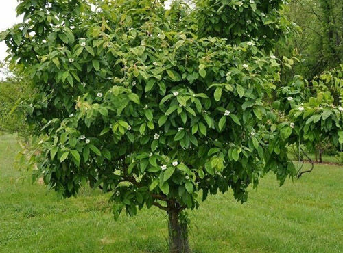 Albero 