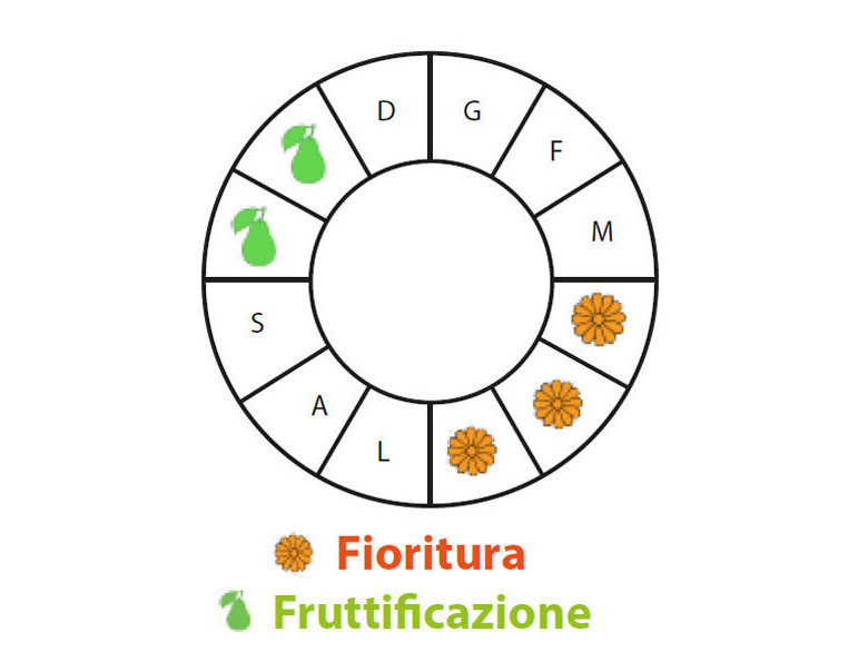 Periodo di fruttificazione
