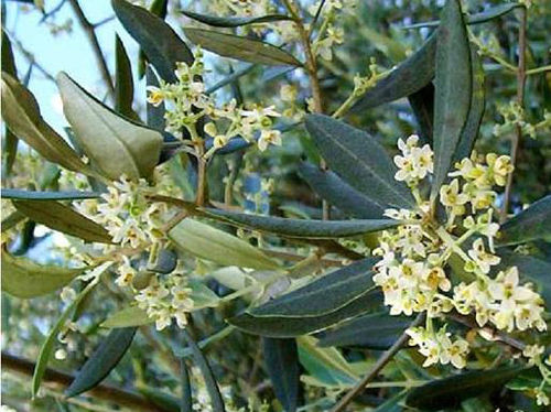 Fiore