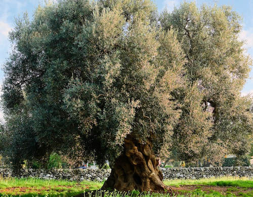 Albero 