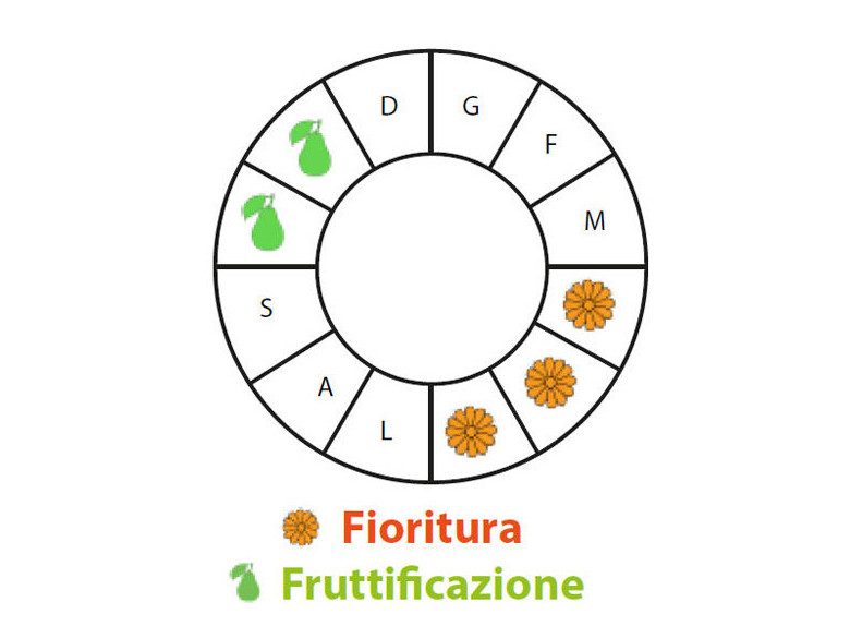 Periodo di fruttificazione