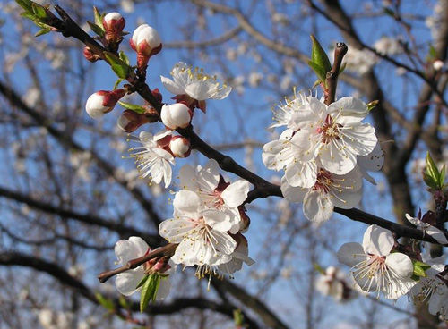 Fiore 
