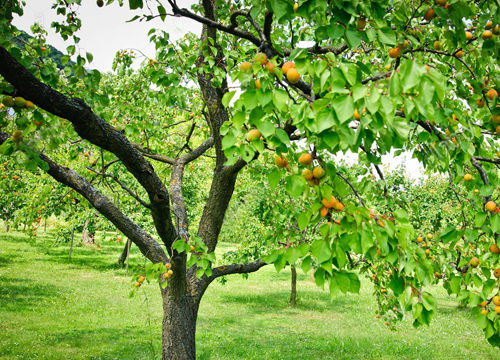 Albero 