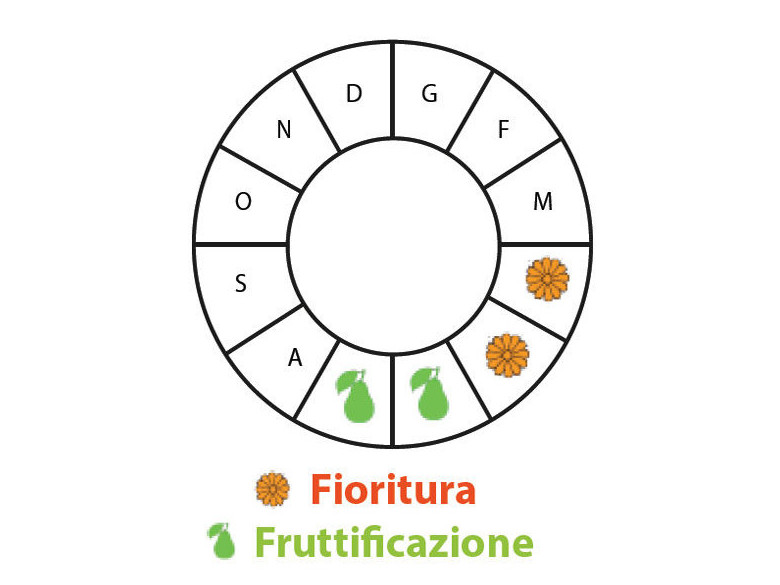 Periodo di fruttificazione