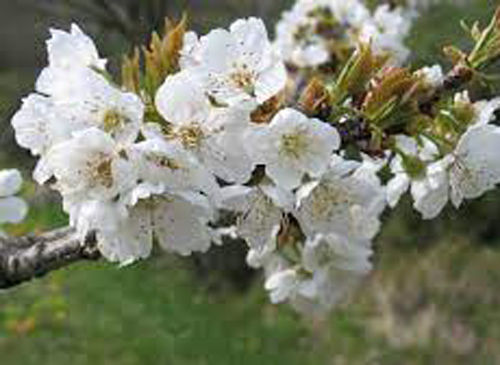 Fiore
