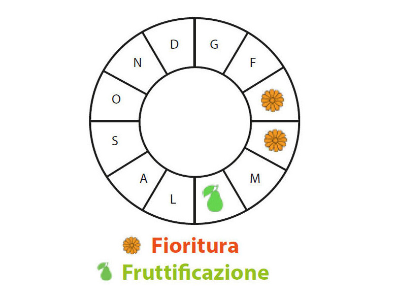 Periodo di fruttificazione