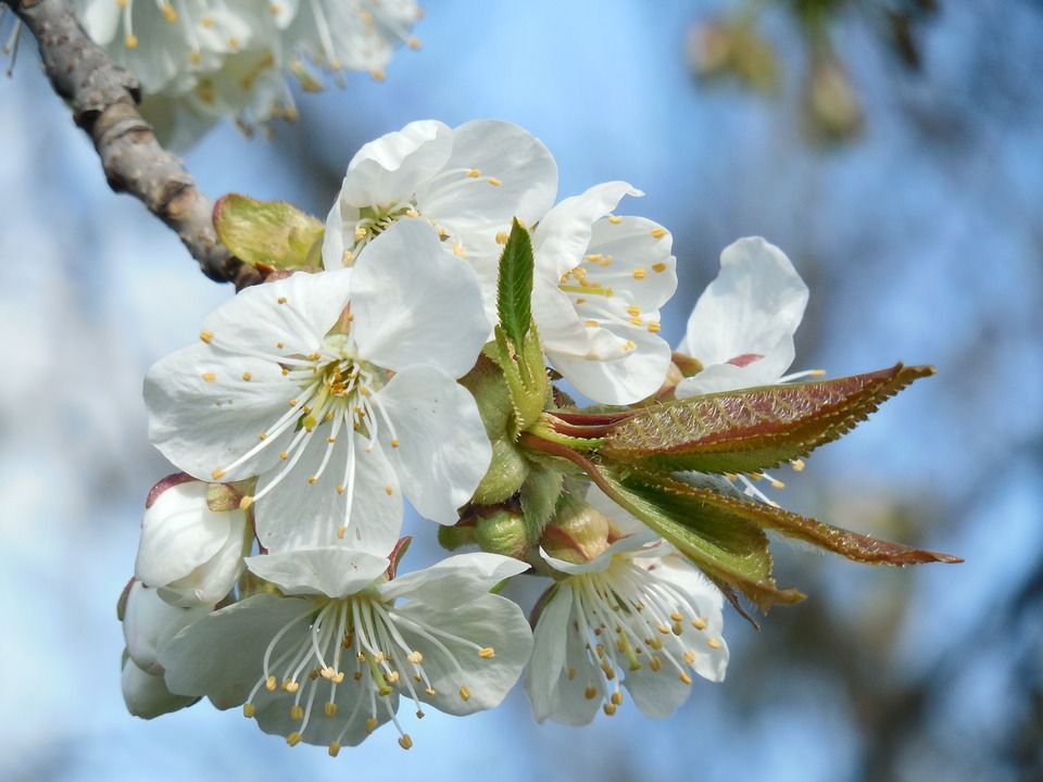 Fiore