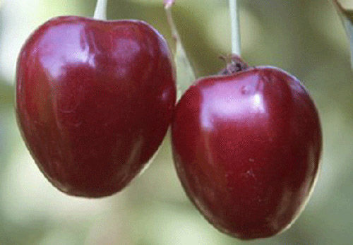 Frutto