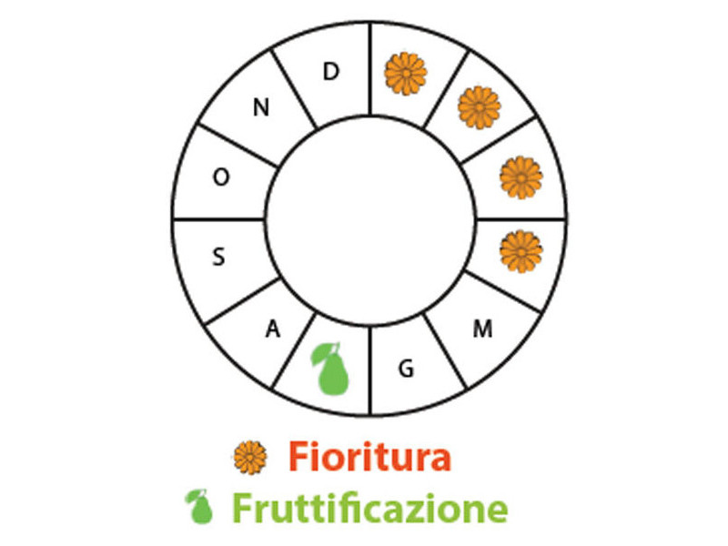Periodo di fruttificazione